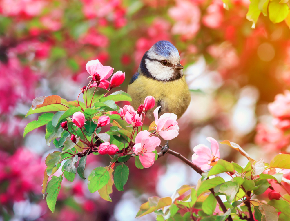 Dit eten vogels in het voorjaar en zomer