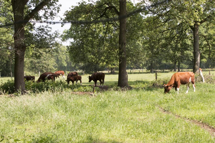 Herenboeren Wilhelminipark Boxtel koeien