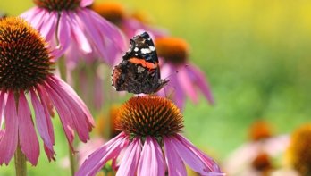 Planten voor vlinders en bijen in je tuin