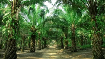 Hoe duurzaam is palmolie?