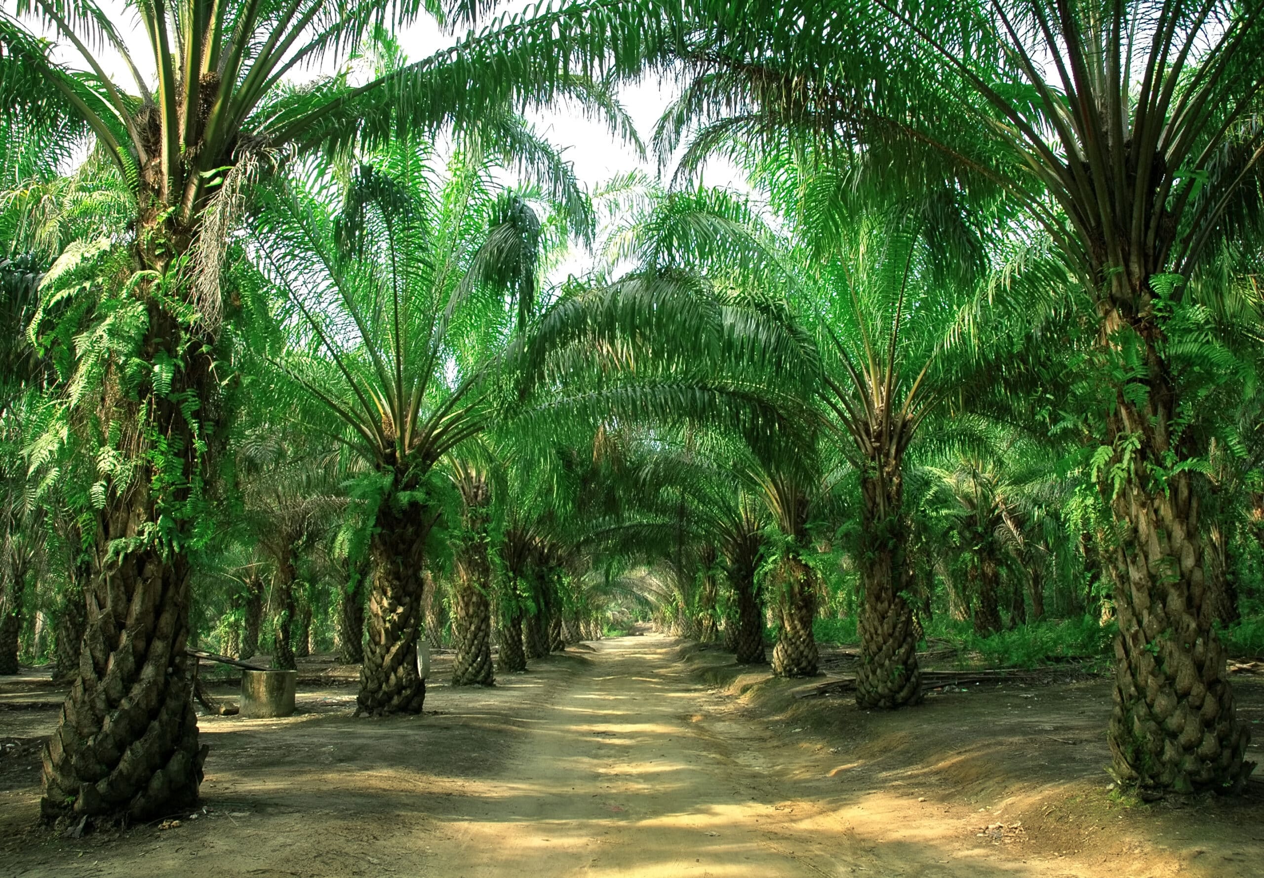 Hoe duurzaam is palmolie?