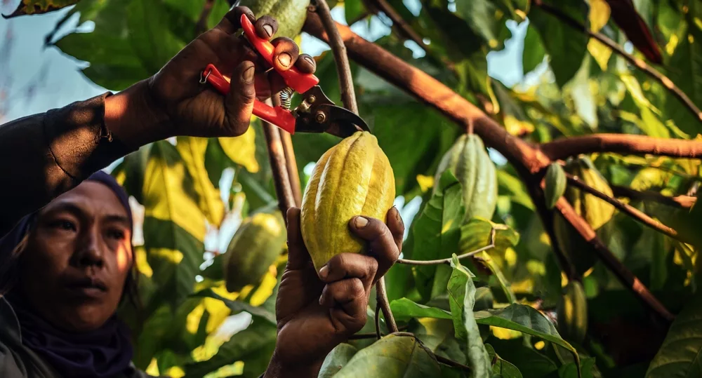 hoe duurzaam is cacao?