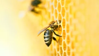 hoe duurzaam is honing